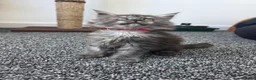 Maine Coon cats for sale: Maine coon pedigree kittens  - Advert 7