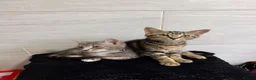 Mixed Breed cats for sale: Two Tabby Bengal Mix Female Kittens — READY NOW - Advert 6