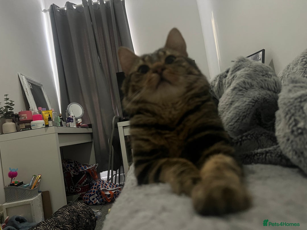 Mixed Breed cats for sale: 16 months old tabby boy asap - Advert 7