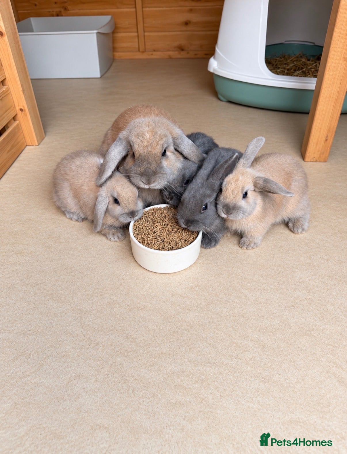 Dwarf Lop rabbits Baby rabbits  - Advert 13