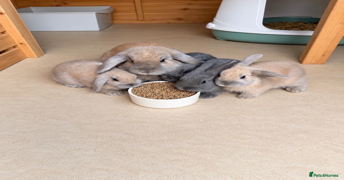Dwarf Rabbits for Sale for sale | Pets4Homes