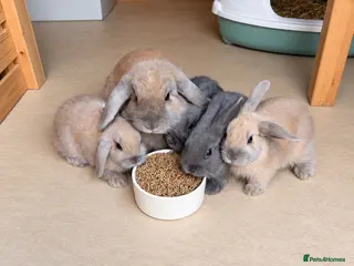 Dwarf Lop rabbits Baby rabbits - Advert 6