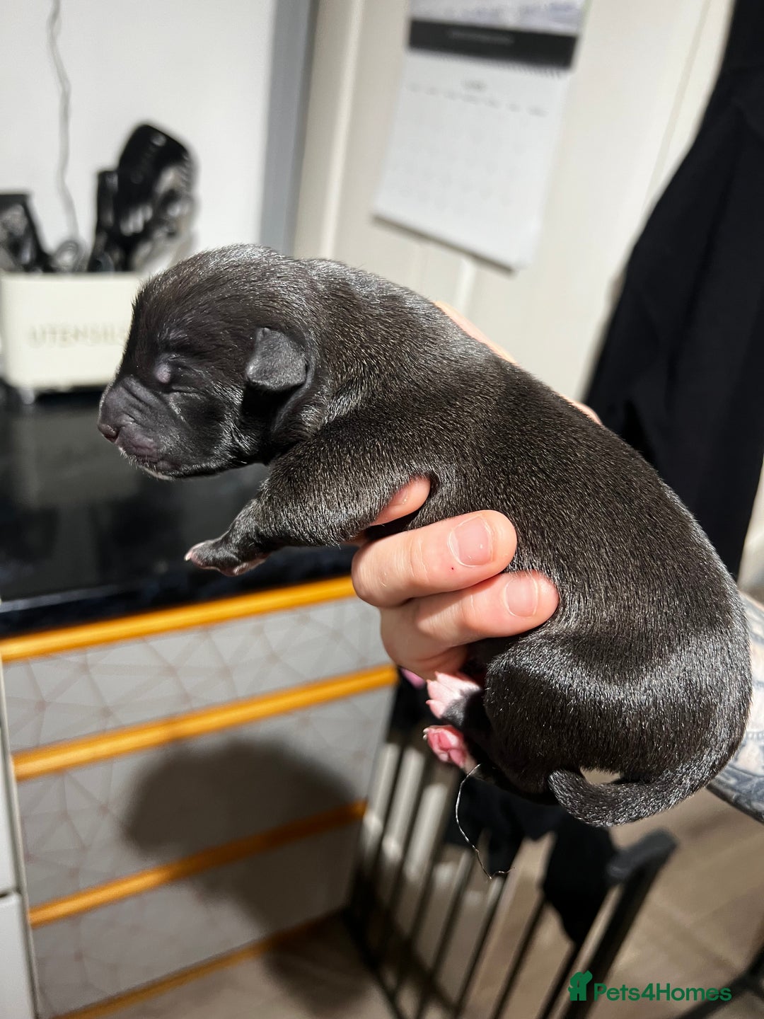 Mixed Breed dogs for sale: Blue american bulldog X belgian malinois - Image 8