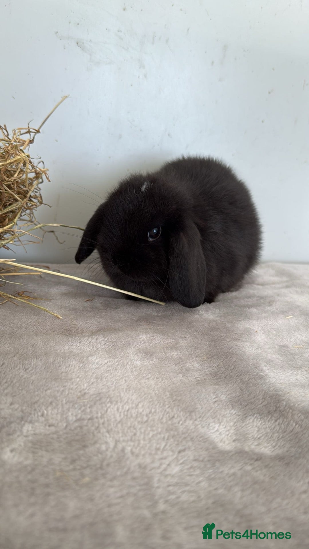 Mini Lop rabbits Pure mini lop rabbits ready to leave  - Advert 16
