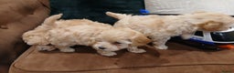 Maltipoo dogs for sale: Maltypoo pups - Advert 25