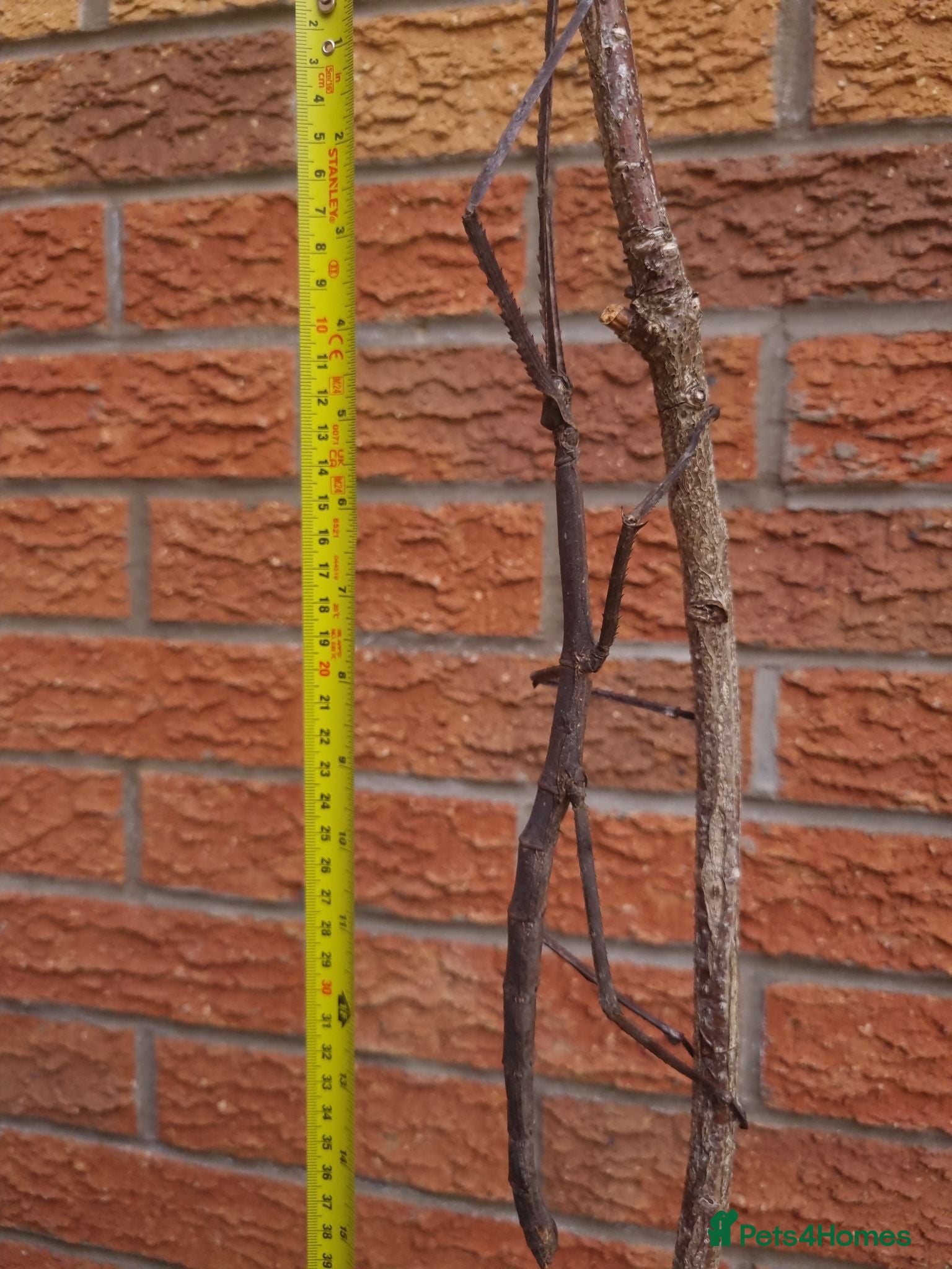 Stick Insects invertebrates Giant adult tirachoidea jianfenglingensis insects - Advert 3