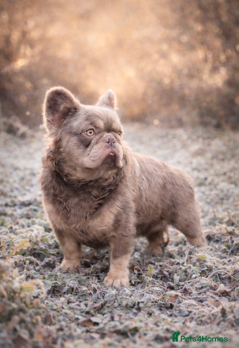 French Bulldog dogs 🔥 🐾New Shade Fluffy French Bulldog 🐾  - Advert 17