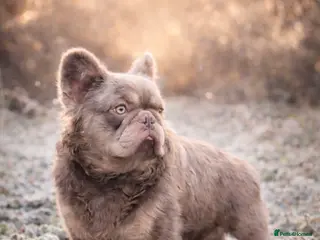 French Bulldog dogs 🔥 🐾New Shade Fluffy French Bulldog 🐾 - Advert 17