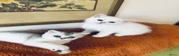 Scottish Fold cats for sale: BEAUTIFUL GIRLS LOOKING FOR FOREVER HOMES - Advert 20