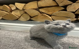 British Shorthair cats for sale: Pedigree Blue British Shorthair 💙💙💙💗💗💗💗 - Image 18