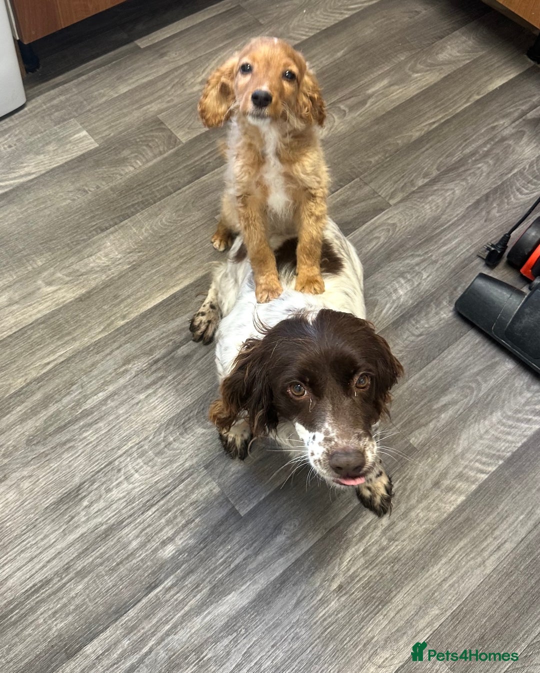 Sprocker dogs for sale: Beautiful spaniel girl   - Advert 1