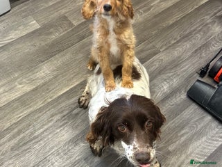 Sprocker dogs Beautiful spaniel girl - Advert 1