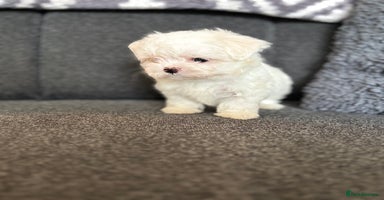 Maltese dogs - Advert 2