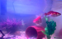 Goldfish fish for sale: X2 Goldfish for sale  - Image 4