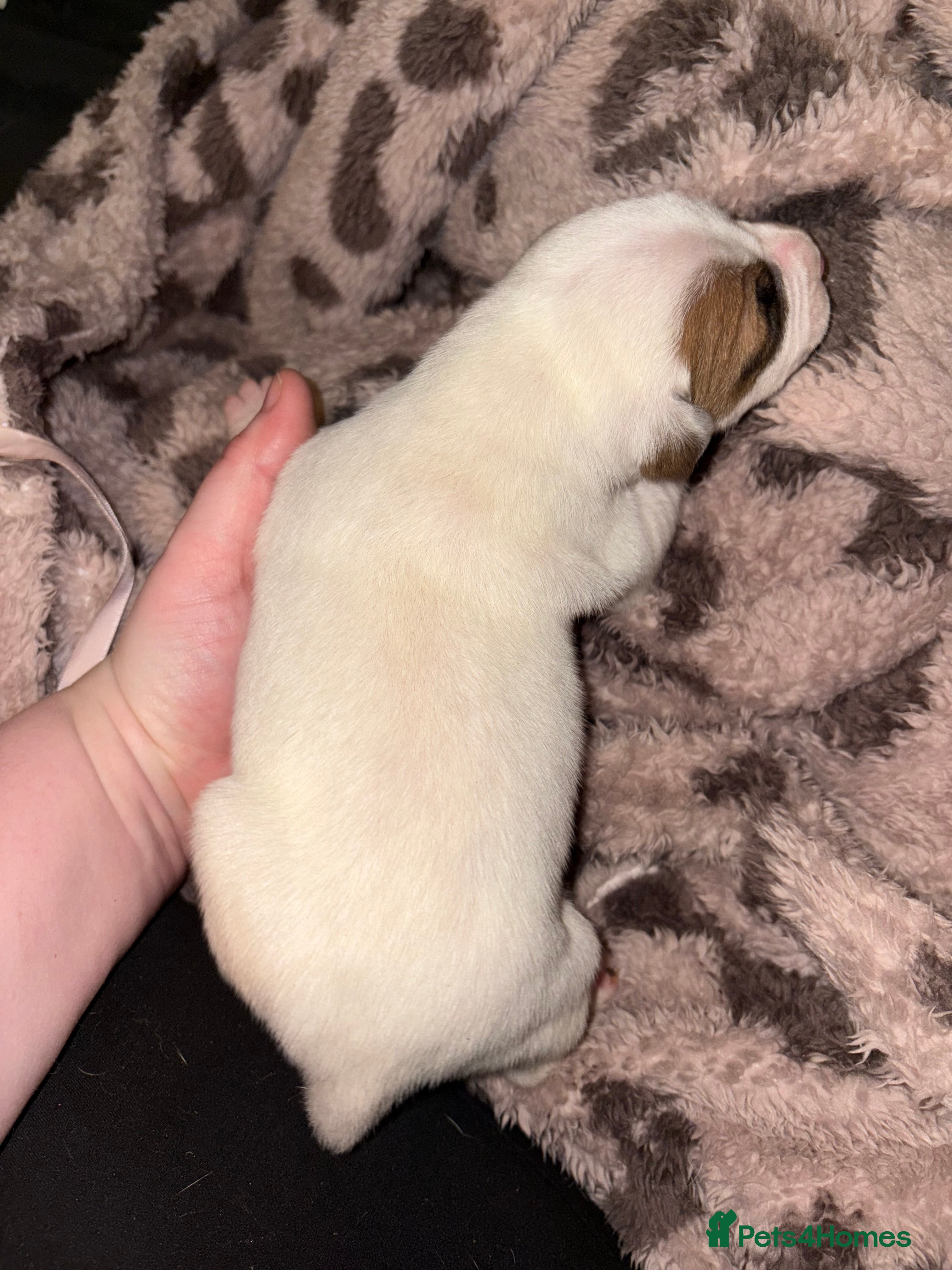 Mixed Breed dogs Staffy x American bulldog mixed breed  - Advert 15