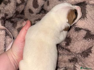 Mixed Breed dogs Staffy x American bulldog mixed breed - Advert 15