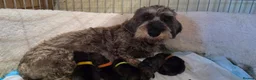 Dachshund dogs for sale: Dachshund/Teckle Standard Wire Haired Puppies in Wotton-under-Edge - Advert 3