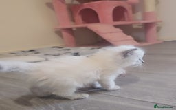 Ragdoll cats for sale: *READY TO LEAVE*beautiful Ragdoll babies for sale  - Image 8