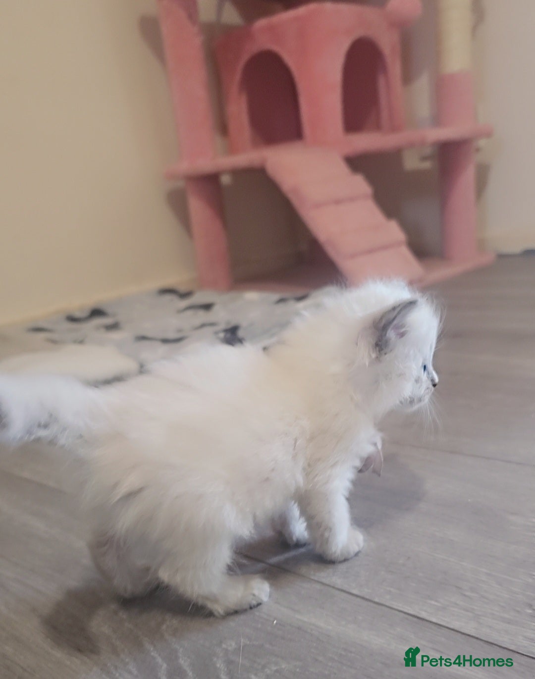 Ragdoll cats for sale: *READY TO LEAVE*beautiful Ragdoll babies for sale  - Image 8