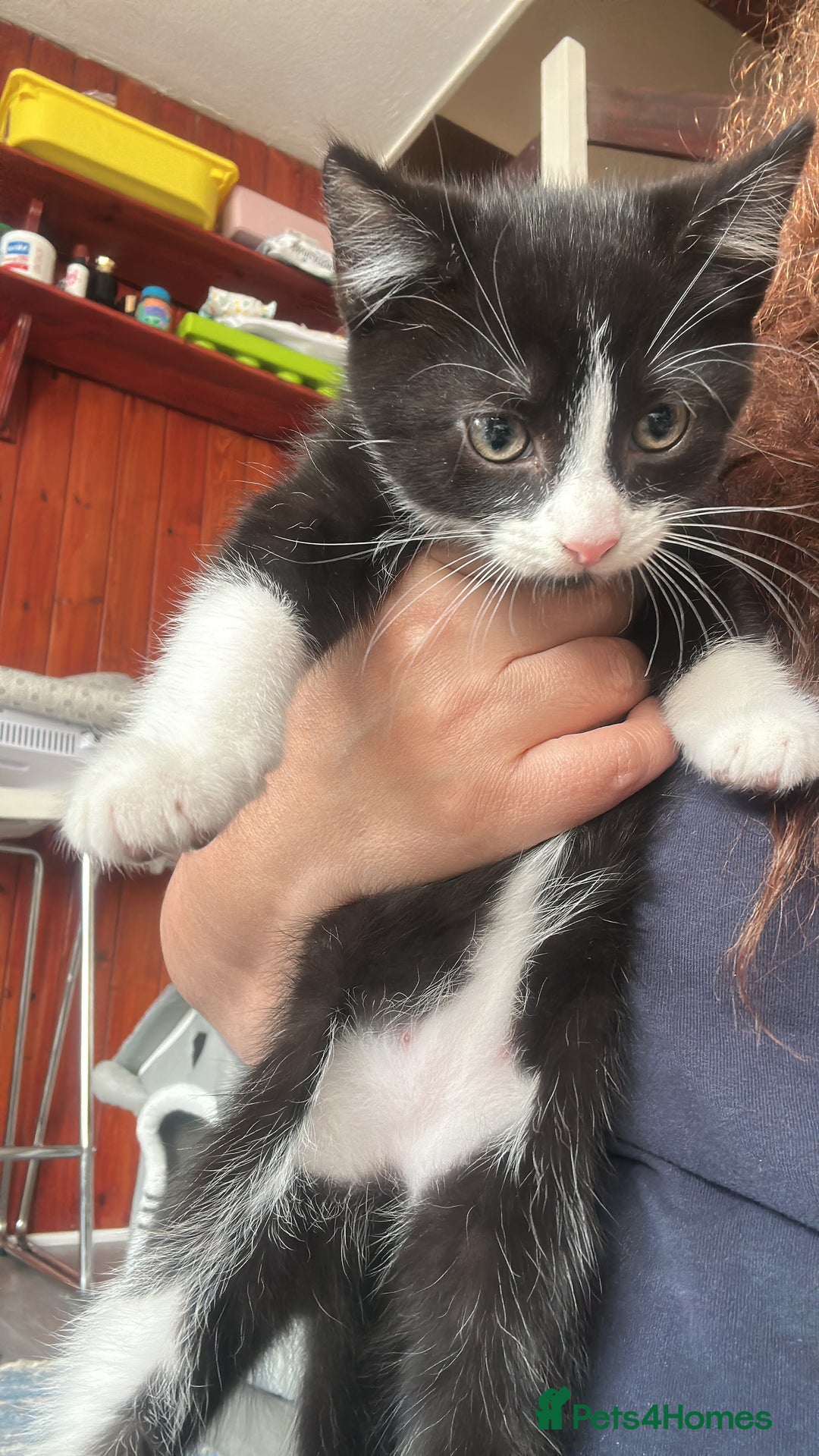 Mixed Breed cats for sale: Kittens  - Advert 2