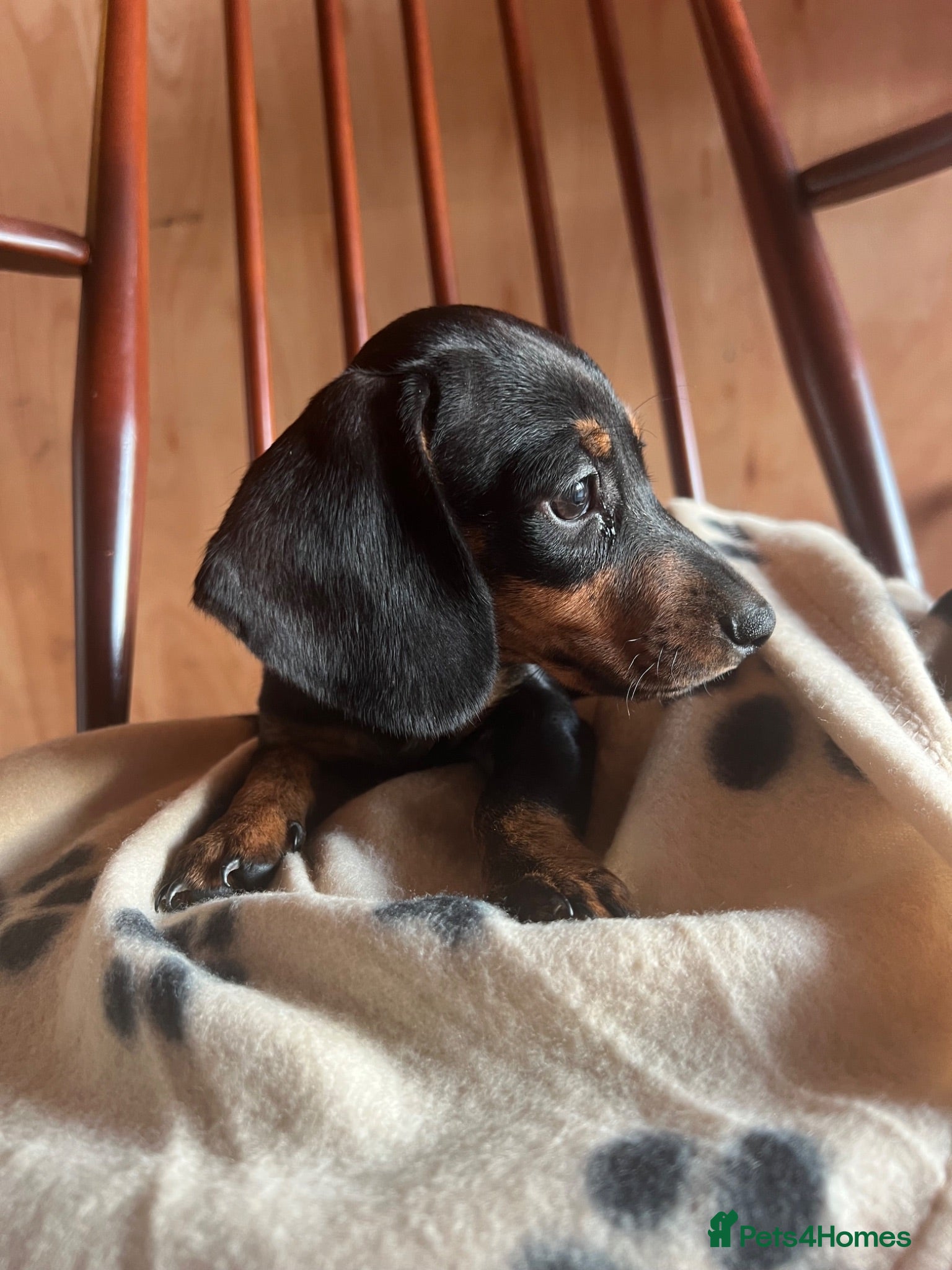 Dachshund dogs MINIATURE DACHSHUND PUPPIES  - Advert 4