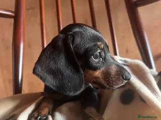 Dachshund dogs MINIATURE DACHSHUND PUPPIES - Advert 4