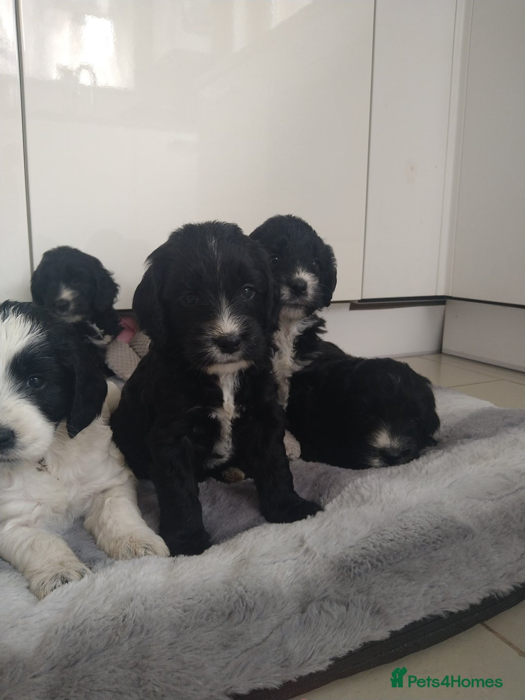 Cockapoo dogs for sale: cockerpoo  - Image 1
