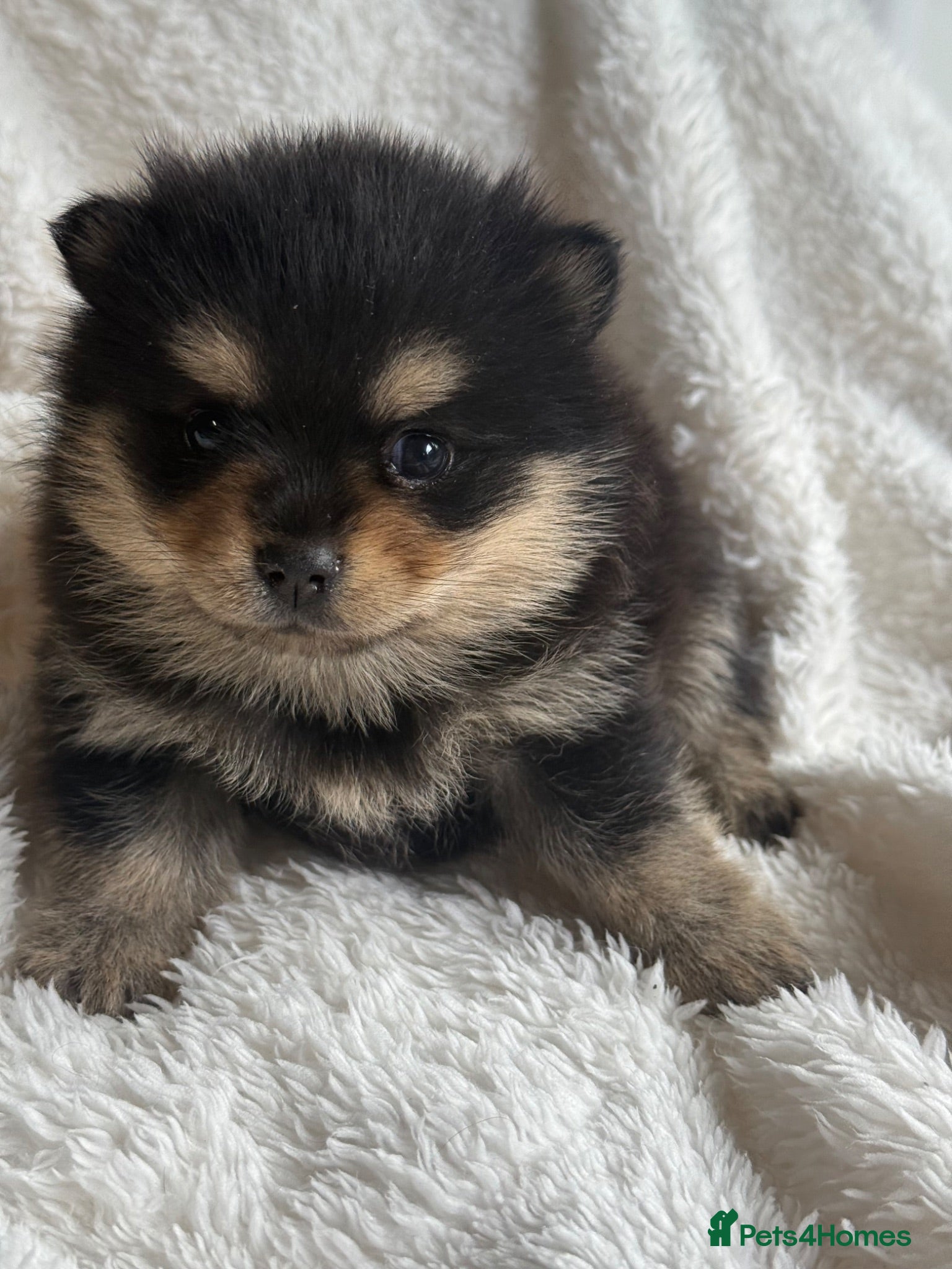 Pomsky dogs Stunning F1B Pomsky Girls - Advert 2