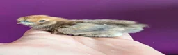Chickens poultry for sale: Pekin Bantam & Quail chicks - Advert 6