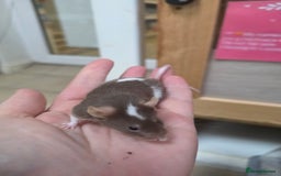 Mouse rodents for sale: Over 50 baby mice all colours available  - Image 4