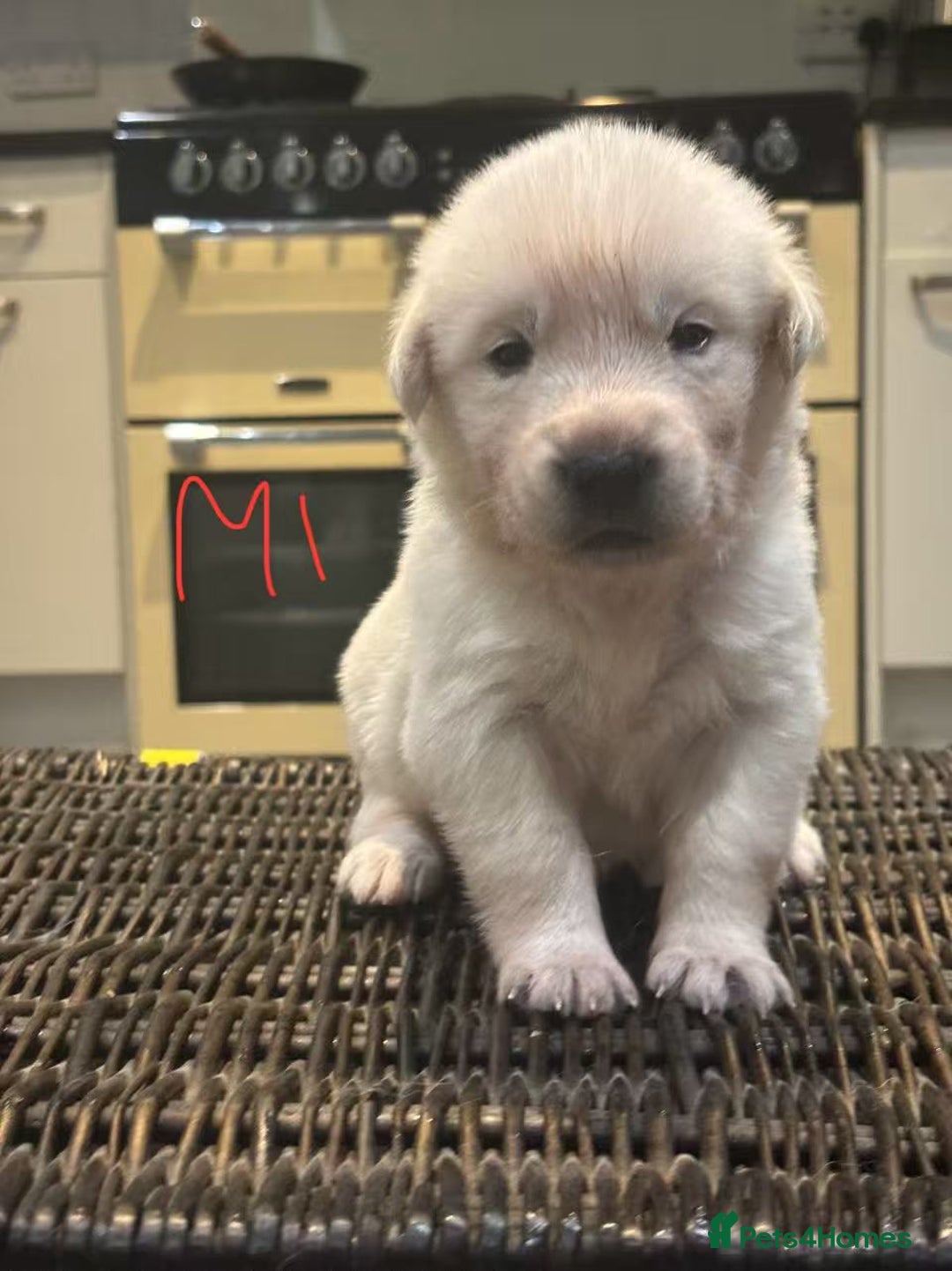 Mixed Breed dogs for sale: puppies for sale - Advert 11