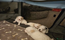 Shihpoo dogs for sale: Shihpoo puppies in Devon ... we've arrived!  - Image 13