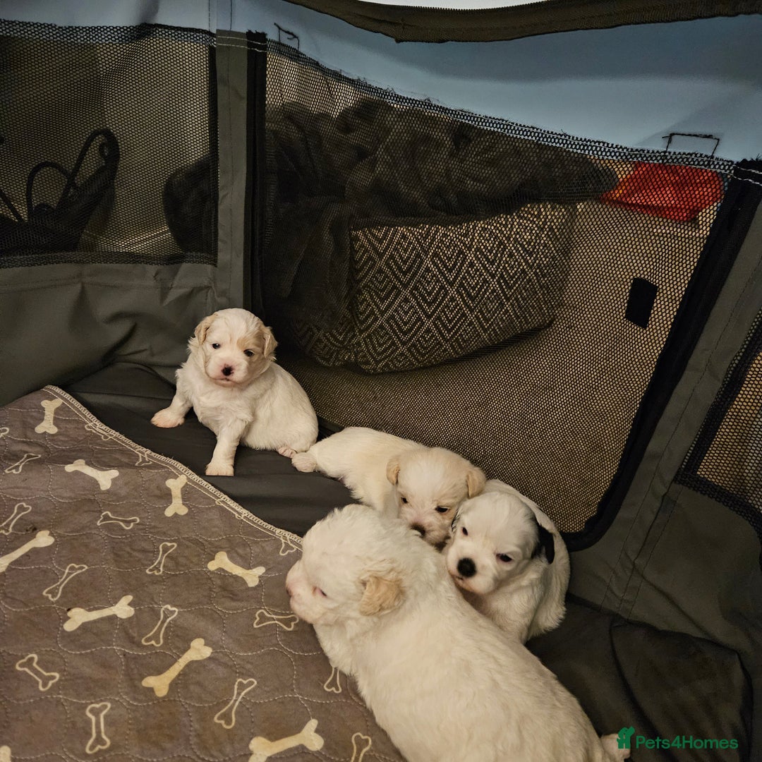 Shihpoo dogs for sale: Shihpoo puppies in Devon ... we've arrived!  - Image 13