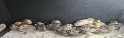 Quail poultry for sale: Chinese painted  - Advert 4