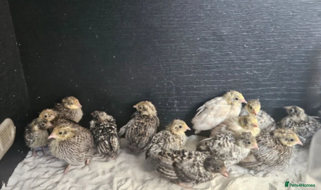 Quail poultry for sale: Chinese painted  - Advert 4