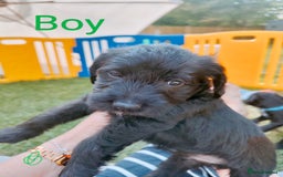 Mixed Breed dogs for sale: Cockapoo/Parsons Russell Pups - Image 9