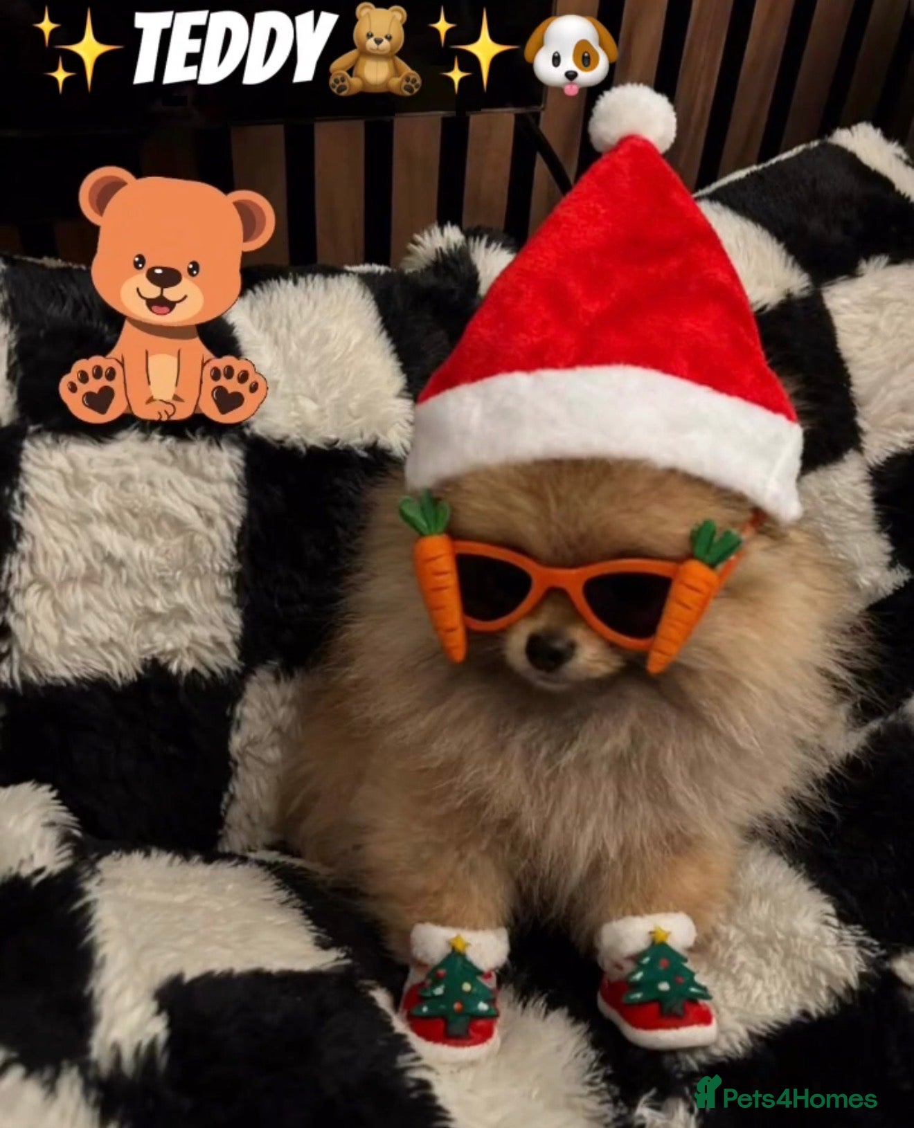 Pomeranian dogs 🏆✨LAST 1 🧸Small 🤩 Teddy Bear Face Pom🐶✨ - Advert 4