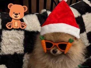 Pomeranian dogs 🏆✨LAST 1 🧸Small 🤩 Teddy Bear Face Pom🐶✨ - Advert 2