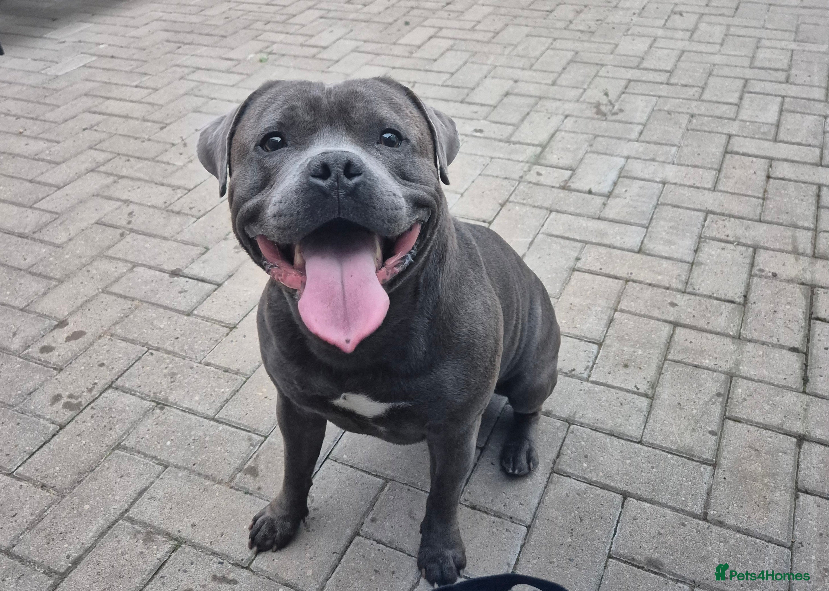 Staffordshire Bull Terrier dogs Maximus Prime ready for Stud in Birmingham - Advert 15