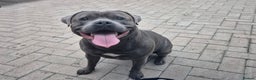 Staffordshire Bull Terrier dogs for stud: Maximus Prime ready for Stud in Birmingham - Advert 1
