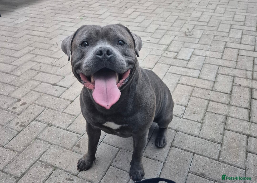 Staffordshire Bull Terrier dogs for stud: Maximus Prime ready for Stud in Birmingham - Advert 1