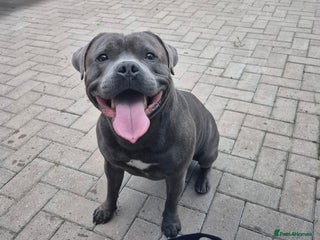 Staffordshire Bull Terrier dogs Maximus Prime ready for Stud in Birmingham - Advert 1