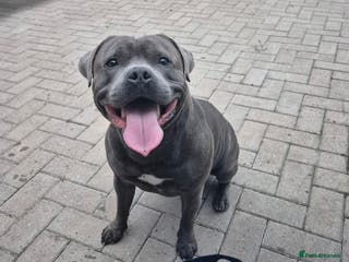 Staffordshire Bull Terrier dogs Maximus Prime ready for Stud in Birmingham - Advert 21