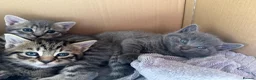 Mixed Breed cats for sale: 4 Beautiful Male Kittens Ready 15th May - Advert 23