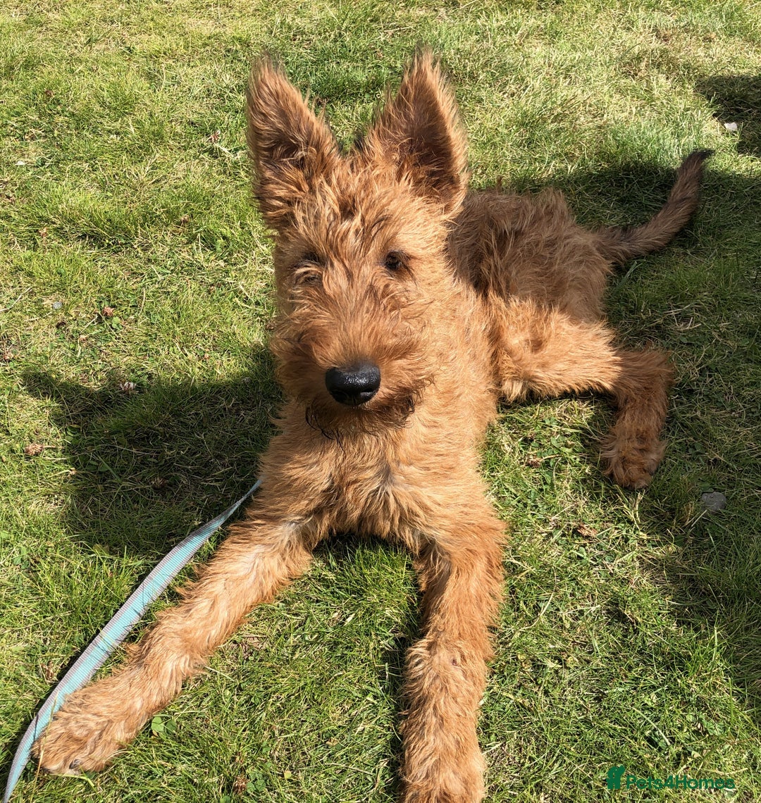 Irish Terrier dogs for sale: Irish Terrier pups expected early December  - Image 19