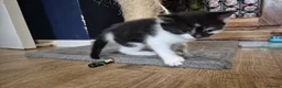 Norwegian Forest Cat cats for sale: Norwegian forest cat X marbled bengal - Advert 13