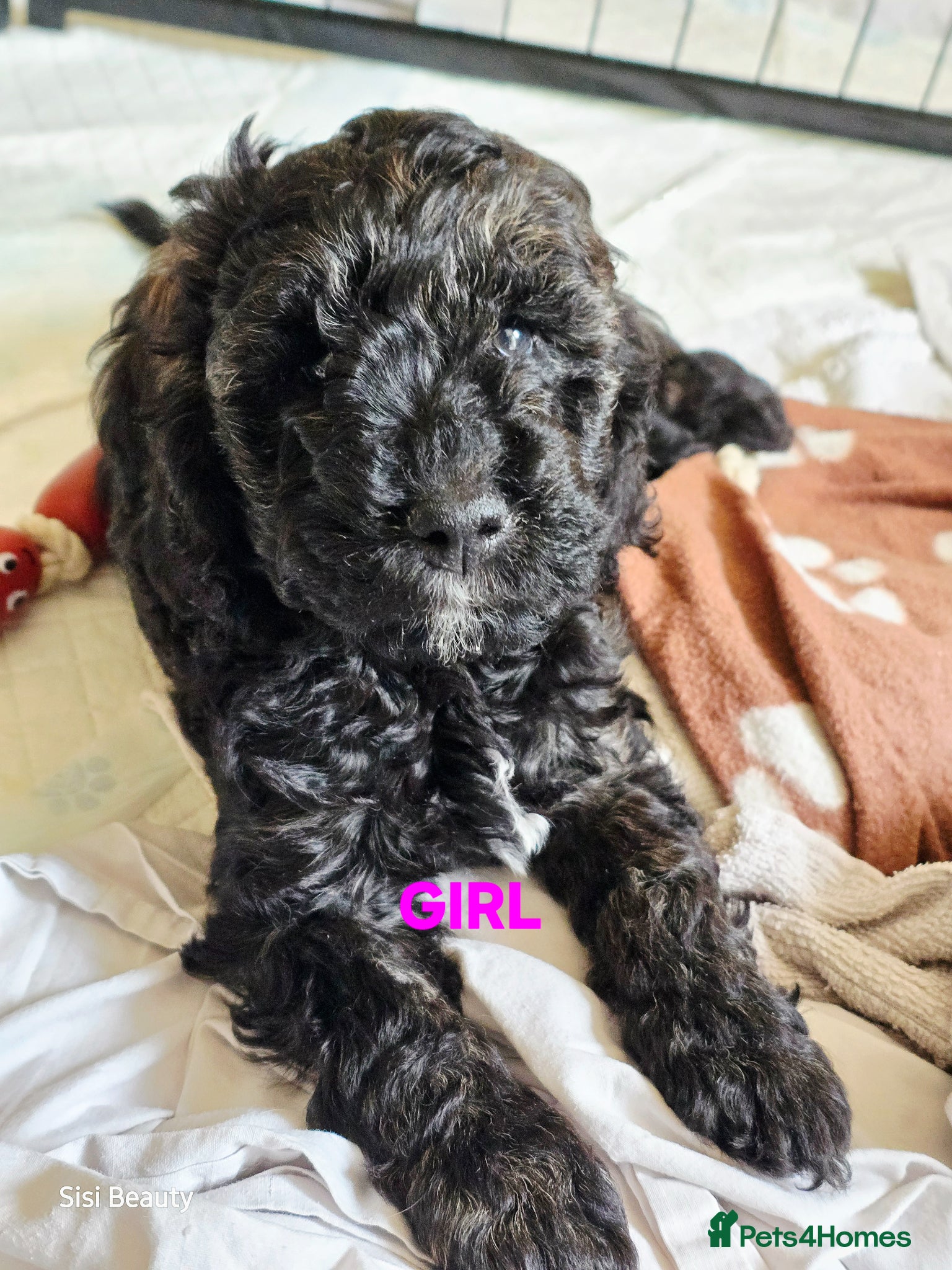 Cockapoo dogs F1b Cockapoos  - Advert 11