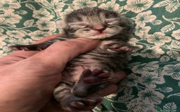 Siamese cats for sale: 🐾✨ White Siamese Maggir Became a Mum! ✨🐾 - Image 13