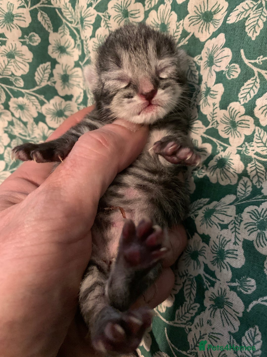 Siamese cats for sale: 🐾✨ White Siamese Maggir Became a Mum! ✨🐾 - Image 13