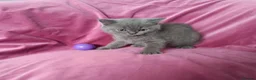 British Shorthair cats for sale: Stunning BSH pedigree kittens TICA registered  - Advert 4